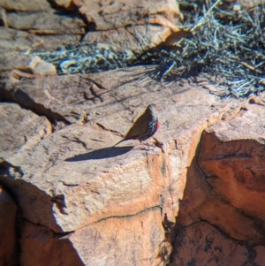 Emblema pictum at Lake Mackay, NT - suppressed