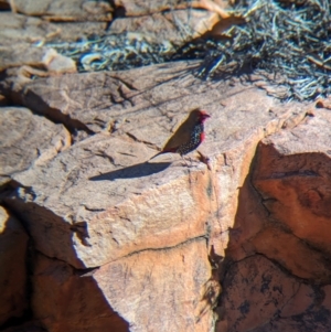 Emblema pictum at Lake Mackay, NT - suppressed