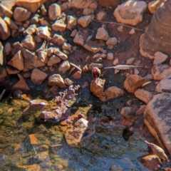 Emblema pictum at Lake Mackay, NT - suppressed