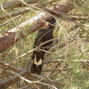 Zanda funerea at WendyM's farm at Freshwater Ck. - 28 Apr 2024 12:34 PM