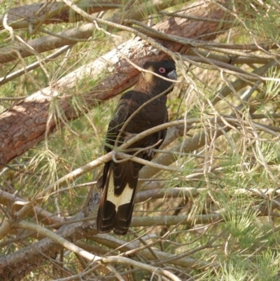 Zanda funerea (Yellow-tailed Black-Cockatoo) at Freshwater Creek, VIC - 28 Apr 2024 by WendyEM