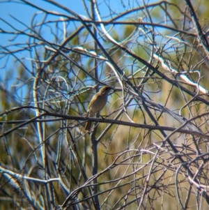 Lichmera indistincta at Lake Mackay, NT - 17 May 2024