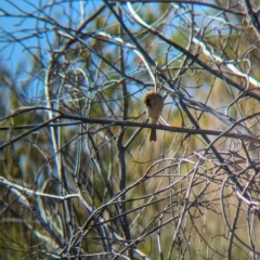 Lichmera indistincta at Lake Mackay, NT - 17 May 2024