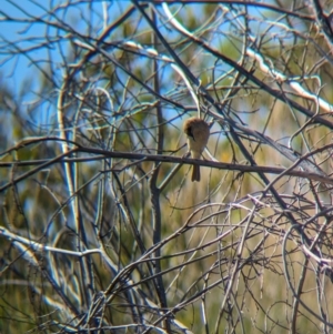 Lichmera indistincta at Lake Mackay, NT - suppressed