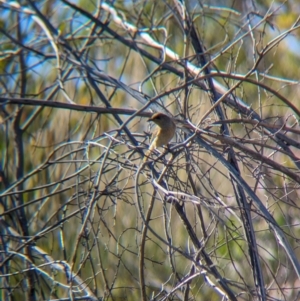 Lichmera indistincta at Lake Mackay, NT - 17 May 2024