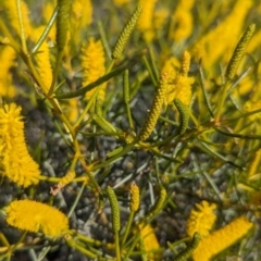 Acacia hilliana (Hill's Tabletop Wattle, Flying-saucer Bush) at Lake Mackay, NT - 17 May 2024 by Darcy