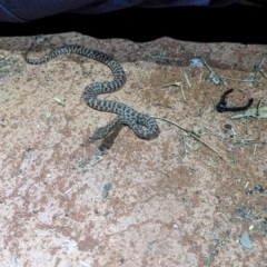 Antaresia stimsoni at Lake Mackay, NT - 18 May 2024 by Darcy