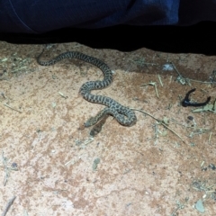 Antaresia stimsoni at Lake Mackay, NT - 18 May 2024