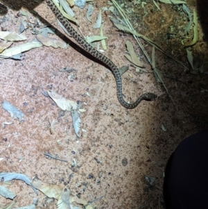 Antaresia stimsoni at Lake Mackay, NT - 18 May 2024