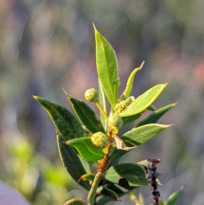 Acacia maitlandii (Maitland’s Wattle, Spiky Wattle, Spiny-leaved Wattle) at Lake Mackay, NT - 19 May 2024 by Darcy