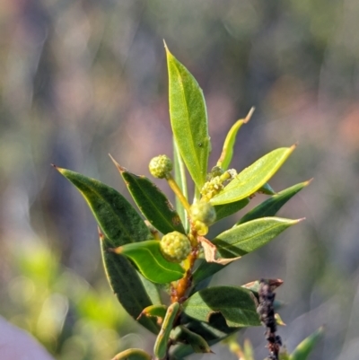 Acacia maitlandii (Maitland’s Wattle, Spiky Wattle, Spiny-leaved Wattle) at Newhaven Wildlife Sanctuary - 19 May 2024 by Darcy