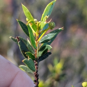 Acacia maitlandii at suppressed - 19 May 2024