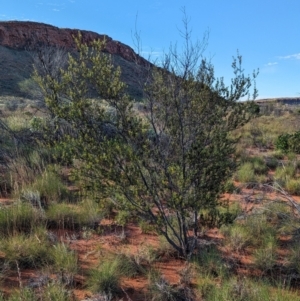 Acacia maitlandii at Lake Mackay, NT - 19 May 2024