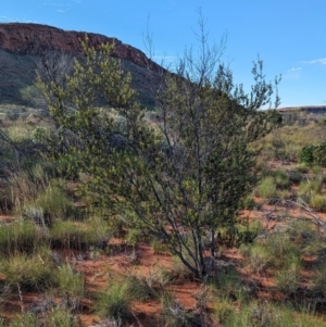 Acacia maitlandii at suppressed - suppressed