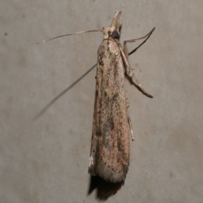 Faveria tritalis (Couchgrass Webworm) at WendyM's farm at Freshwater Ck. - 23 Apr 2024 by WendyEM