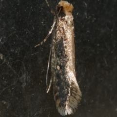 Monopis (genus) (A Tineid moth) at WendyM's farm at Freshwater Ck. - 23 Apr 2024 by WendyEM