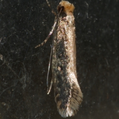 Monopis (genus) (A Tineid moth) at Freshwater Creek, VIC - 23 Apr 2024 by WendyEM