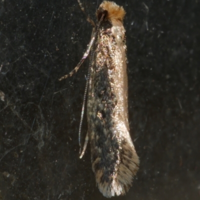 Monopis sp. (Monopis sp.) at WendyM's farm at Freshwater Ck. - 23 Apr 2024 by WendyEM