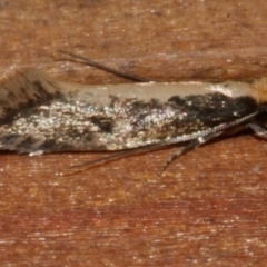 Monopis crocicapitella (Bird Nest Moth) at WendyM's farm at Freshwater Ck. - 23 Apr 2024 by WendyEM