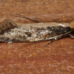 Monopis crocicapitella at WendyM's farm at Freshwater Ck. - 23 Apr 2024 11:33 PM