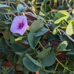 Ipomoea costata (Rock Morning Glory, Bush Potato) at Lake Mackay, NT - 19 May 2024 by Darcy