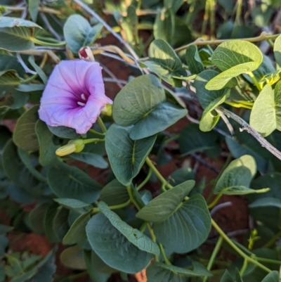 Ipomoea costata (Rock Morning Glory, Bush Potato) at Lake Mackay, NT - 19 May 2024 by Darcy