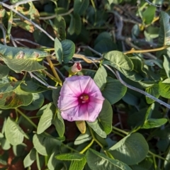 Ipomoea costata at Lake Mackay, NT - suppressed
