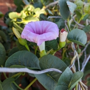 Ipomoea costata at Lake Mackay, NT - suppressed