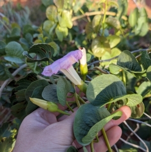 Ipomoea costata at suppressed - suppressed