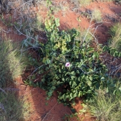 Ipomoea costata at Lake Mackay, NT - suppressed