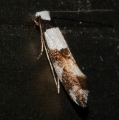 Monopis icterogastra (Wool Moth) at WendyM's farm at Freshwater Ck. - 23 Apr 2024 by WendyEM