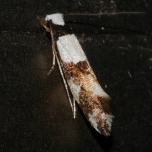 Monopis icterogastra (Wool Moth) at WendyM's farm at Freshwater Ck. by WendyEM