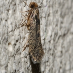 Niditinea fuscella (Brown-dotted Clothes Moth) at WendyM's farm at Freshwater Ck. - 23 Apr 2024 by WendyEM