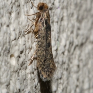 Niditinea fuscella at WendyM's farm at Freshwater Ck. - 23 Apr 2024