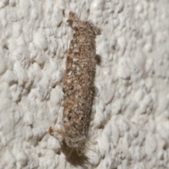 Niditinea fuscella at WendyM's farm at Freshwater Ck. - 23 Apr 2024