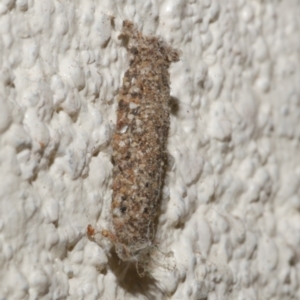 Niditinea fuscella at WendyM's farm at Freshwater Ck. - 23 Apr 2024