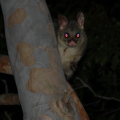 Trichosurus vulpecula (Common Brushtail Possum) at WendyM's farm at Freshwater Ck. - 26 Apr 2024 by WendyEM