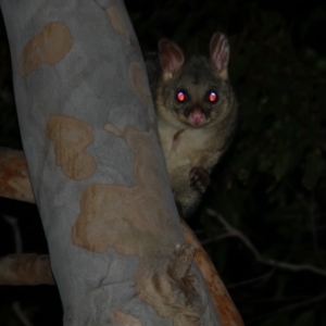 Trichosurus vulpecula at WendyM's farm at Freshwater Ck. - 26 Apr 2024 10:25 PM