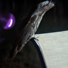 Podargus strigoides (Tawny Frogmouth) at Lake Mackay, NT - 20 May 2024 by Darcy