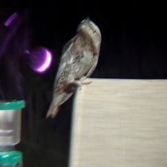 Podargus strigoides at Lake Mackay, NT - suppressed