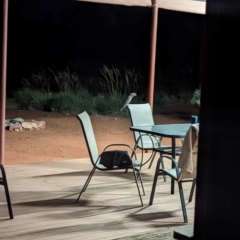 Podargus strigoides at Lake Mackay, NT - suppressed