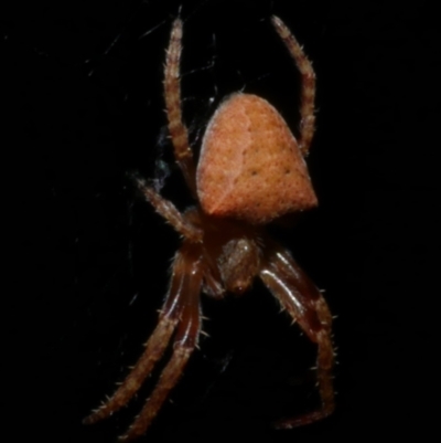 Araneinae (subfamily) at Freshwater Creek, VIC - 28 Apr 2024 by WendyEM