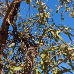 Amyema miquelii (Box Mistletoe) at Lake Mackay, NT - 20 May 2024 by Darcy