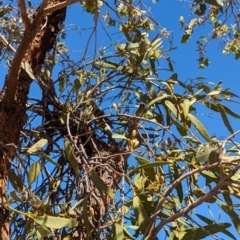 Amyema miquelii (Box Mistletoe) at Newhaven Wildlife Sanctuary - 20 May 2024 by Darcy