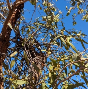 Amyema miquelii at Lake Mackay, NT - suppressed