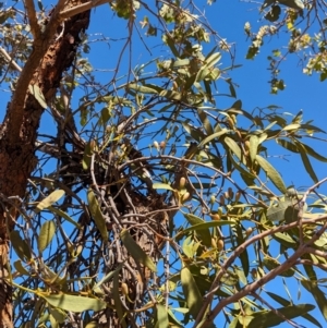 Amyema miquelii at Lake Mackay, NT - 20 May 2024