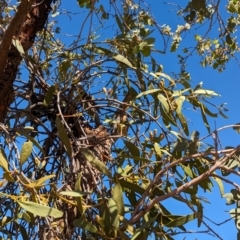 Amyema miquelii at Lake Mackay, NT - suppressed