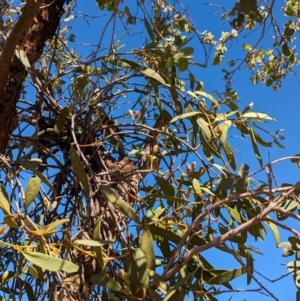 Amyema miquelii at Lake Mackay, NT - suppressed