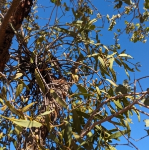 Amyema miquelii at Lake Mackay, NT - 20 May 2024