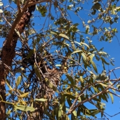 Amyema miquelii at Lake Mackay, NT - suppressed